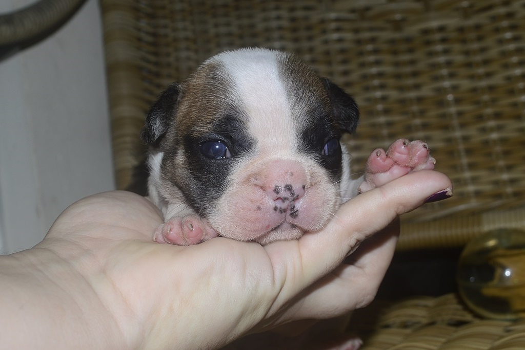 buldogue francês rio de janeiro
            bulldog francês rio de janeiro
            buldogue frances rio de janeiro
            bulldog frances rio de janeiro
            bulldog frances venda rio de janeiro
            canil de bulldog francês no rio de janeiro
            canil bulldog frances rio de janeiro
            venda de bulldog frances no rio de janeiro
            bulldog frances canil rio de janeiro
            canil de bulldog frances rio de janeiro
            canil rio de janeiro bulldog frances
            canil bulldog rio de janeiro
            bulldog frances no rio de janeiro
            canil buldogue frances rio de janeiro
            filhote bulldog frances rio de janeiro
            bulldog frances rio de janeiro canil
            buldog francês rio de janeiro
            